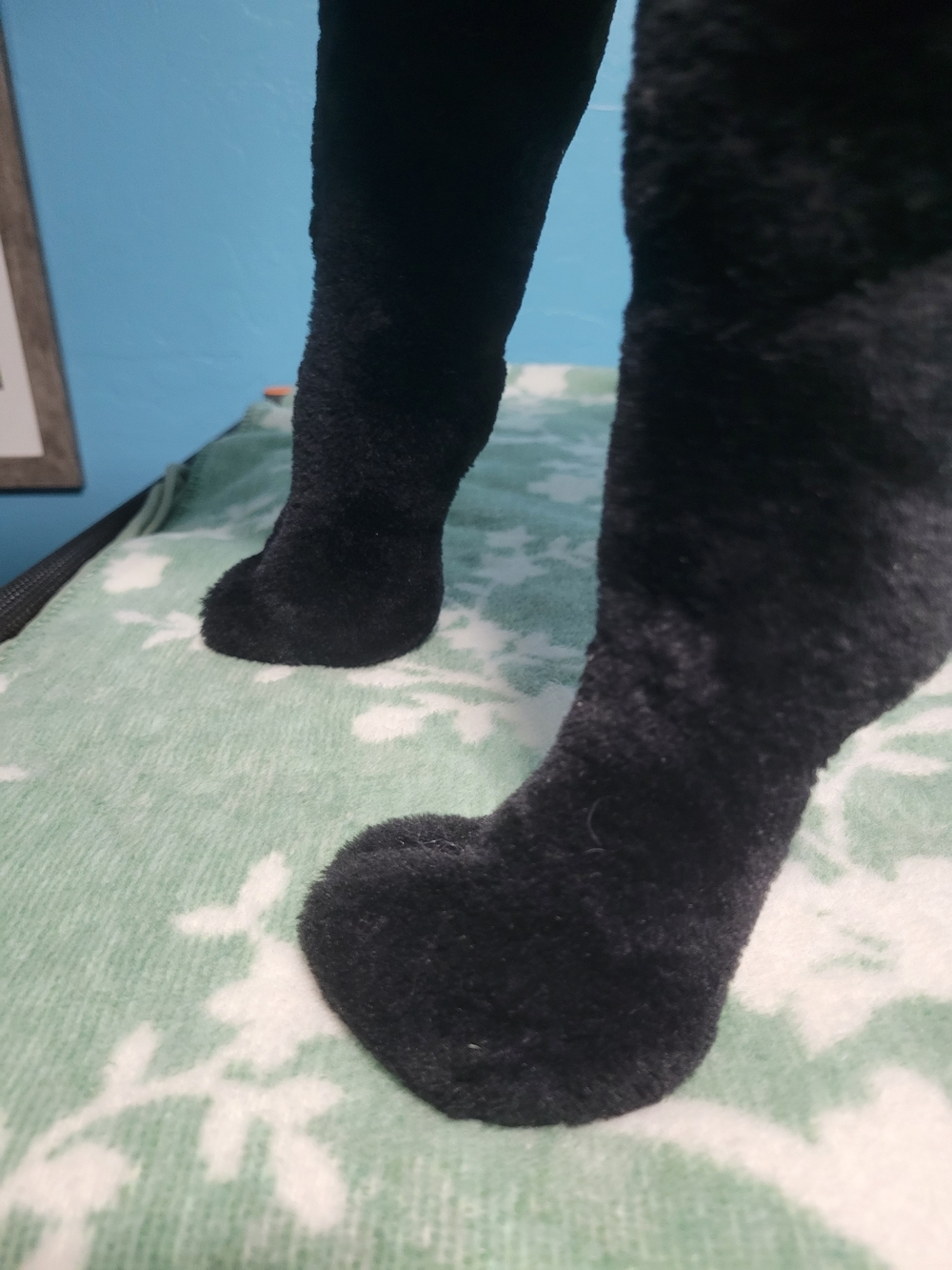 Black Plush Dog Toy - Soft Pet Plushie - Picture 12 of 15